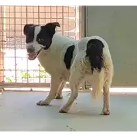 Foto dell\'animale cane - Matr. 2019/1385 - Microchip 380260043853918