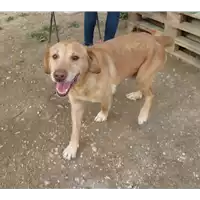 Foto dell\'animale cane - Matr. 2018/1456 - Microchip 380260042932426