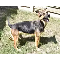 Foto dell\'animale cane - Matr. 2017/2186 - Microchip 380260043149956