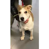 Foto dell\'animale cane - Matr. 2018/2536 - Microchip 380260043634439