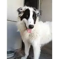 Foto dell\'animale cane - Matr. 2019/0526 - Microchip 380260043873050