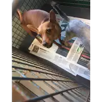 Foto dell\'animale cane - Matr. 2019/1387 - Microchip 380260000524271