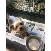 Foto dell\'animale cane - Matr. 2019/1388 - Microchip 380260043854386