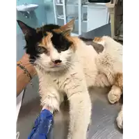 Foto dell\'animale gatto - Matr. 2019/1392 - Microchip 380260002606694