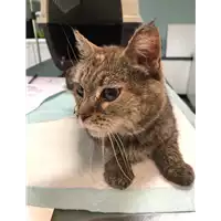 Foto dell\'animale gatto - Matr. 2019/1394 - Microchip 380260043853955