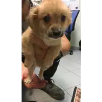 Foto dell\'animale cane - Matr. 2019/1402 - Microchip 380260043854288