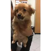 Foto dell\'animale cane - Matr. 2019/1403 - Microchip 380260043853772