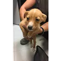 Foto dell\'animale cane - Matr. 2019/1406 - Microchip 380260043854500