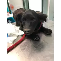 Foto dell\'animale cane - Matr. 2019/1396 - Microchip 380260043854415