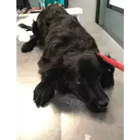 Foto dell\'animale cane - Matr. 2019/1397 - Microchip 380260043854287