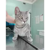 Foto dell\'animale gatto - Matr. 2019/1408 - Microchip 380260043854311