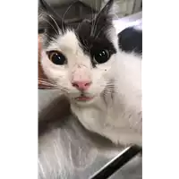 Foto dell\'animale gatto - Matr. 2019/1409 - Microchip 380260043853966