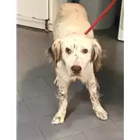 Foto dell\'animale cane - Matr. 2019/1410 - Microchip 380260002274456
