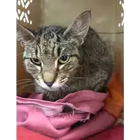Foto dell\'animale gatto - Matr. 2019/1047 - Microchip 380260043681263