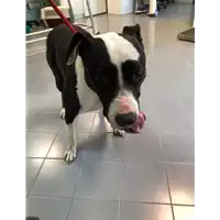 Foto dell\'animale cane - Matr. 2019/1414 - Microchip 380260043854140