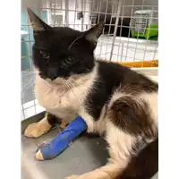 Foto dell\'animale gatto - Matr. 2019/1413 - Microchip 380260043853689