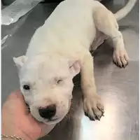 Foto dell\'animale cane - Matr. 2019/1420 - Microchip 380260043853687