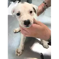 Foto dell\'animale cane - Matr. 2019/1421 - Microchip 380260043853618
