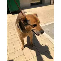 Foto dell\'animale cane - Matr. 2019/1424 - Microchip 380260043854258