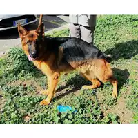 Foto dell\'animale cane - Matr. 2019/1425 - Microchip 380260101215191