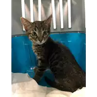 Foto dell\'animale gatto - Matr. 2019/1431 - Microchip 380260043853575