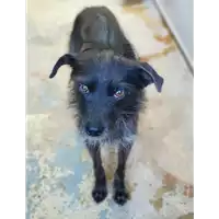 Foto dell\'animale cane - Matr. 2019/1433 - Microchip 380260043854164