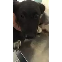 Foto dell\'animale cane - Matr. 2019/1435 - Microchip 380260043853673