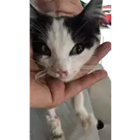 Foto dell\'animale gatto - Matr. 2019/1437 - Microchip 380260043624069