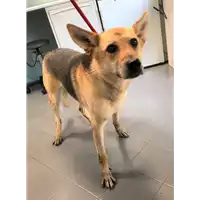 Foto dell\'animale cane - Matr. 2019/1438 - Microchip 380260040260863