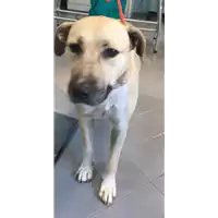 Foto dell\'animale cane - Matr. 2019/1443 - Microchip 380260043847769