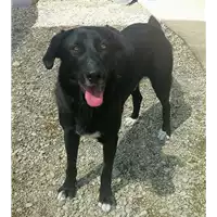 Foto dell\'animale cane - Matr. 2019/1441 - Microchip 380260043854078