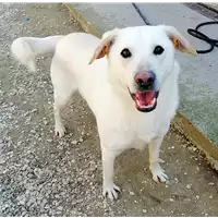 Foto dell\'animale cane - Matr. 2019/1442 - Microchip 380260043854387