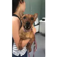 Foto dell\'animale cane - Matr. 2019/0035 - Microchip 380260043844116