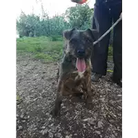 Foto dell\'animale cane - Matr. 2019/1097 - Microchip 380260043680879