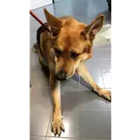 Foto dell\'animale cane - Matr. 2019/0286 - Microchip 380260043873013