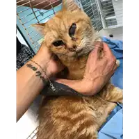 Foto dell\'animale gatto - Matr. 2019/1464 - Microchip 380260043853794