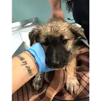 Foto dell\'animale cane - Matr. 2019/1466 - Microchip 380260043854045