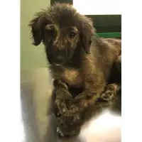 cane - Matr. 2019/1478 - Microchip 380260043853786