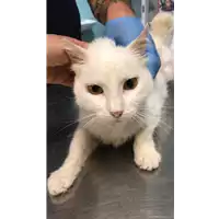 Foto dell\'animale gatto - Matr. 2019/1480 - Microchip 380260043853590