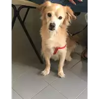 cane - Matr. 2019/1485 - Microchip 380260000432937