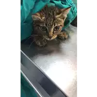 Foto dell\'animale gatto - Matr. 2019/1488 - Microchip 380260043854475