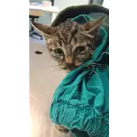 Foto dell\'animale gatto - Matr. 2019/1487 - Microchip 380260043853243