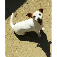 Foto dell\'animale cane - Matr. 2019/1486 - Microchip 380260043854326