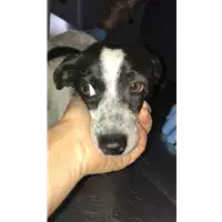 Foto dell\'animale cane - Matr. 2019/1494 - Microchip 380260043854085