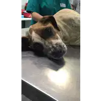 Foto dell\'animale cane - Matr. 2019/1490 - Microchip 380260043853469