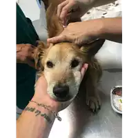 Foto dell\'animale cane - Matr. 2019/1505 - Microchip 380260043854073