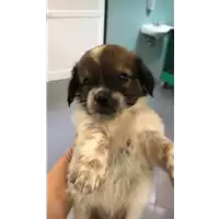 Foto dell\'animale cane - Matr. 2019/1495 - Microchip 380260043853566