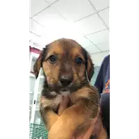 Foto dell\'animale cane - Matr. 2019/1496 - Microchip 380260043852803