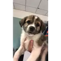 cane - Matr. 2019/1497 - Microchip 380260043853675