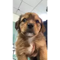 cane - Matr. 2019/1501 - Microchip 380260043854162
